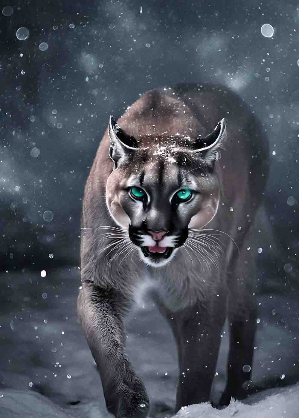 Wild Essence תמונה 16